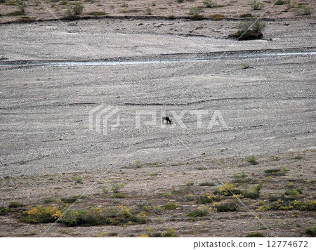 Caribou _ Caribou _ reindeer Caribou _ Caribou _ reindeer 12774672