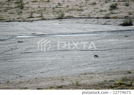 Caribou _ Caribou _ reindeer 12774673