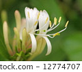 金銀花 12774707
