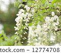  紫藤花 12774708