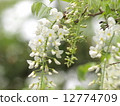  紫藤花 12774709