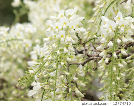 紫藤花 紫藤花 12774710
