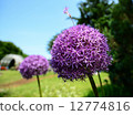 Allium Globe Master 12774816