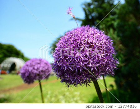 Allium Globe Master 12774816