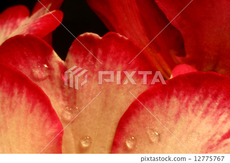 Primrose (Primula) macro 12775767