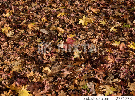 Autumn carpet Autumn carpet 12775778