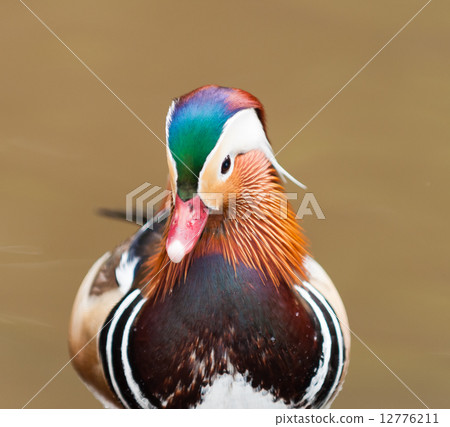Mandarin Duck 12776211