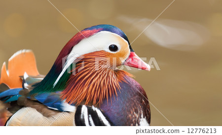 Mandarin Duck Mandarin Duck 12776213
