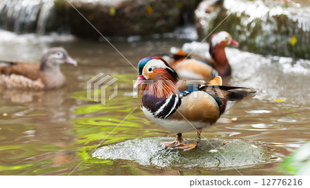 Mandarin Duck Mandarin Duck 12776216
