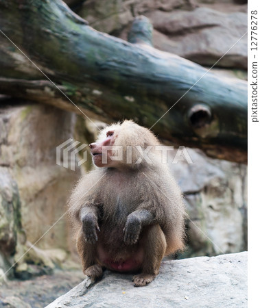 Hamadryas Baboon 12776278