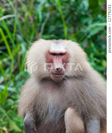 Hamadryas Baboon 12776281