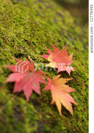 苔蘚和落葉 苔蘚和落葉 12776495