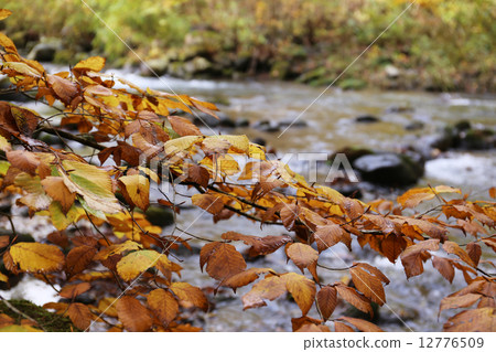 Nakhinzawa春天春天秋天_人行道 12776509