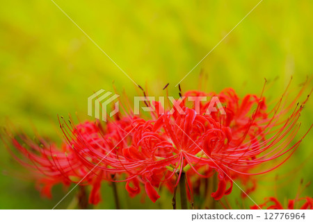 Cluster amaryllis 12776964