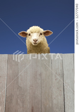 一隻羊羔通過板牆偷窺 12777040
