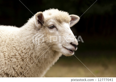 羊與羊 12777041