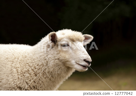 羊與羊 12777042