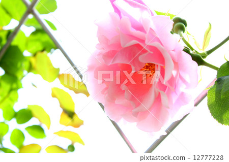 Rose of pink Rose of pink 12777228