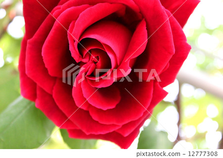 Crimson rose 12777308