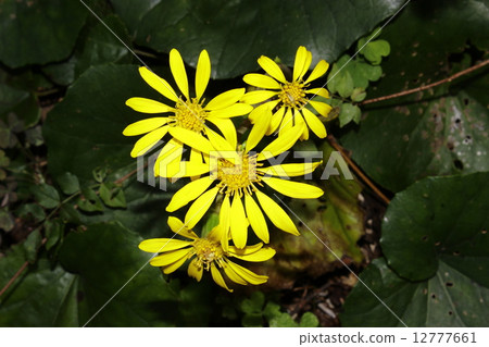 Tsuwabuki flower 12777661