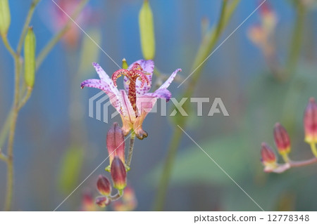 Hototogisu Hototogisu 12778348