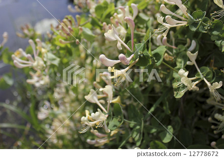 Honeysuckle (Lonicera japonica) Honeysuckle (Lonicera japonica) 12778672