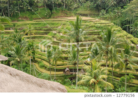 巴厘島的水稻梯田（Tegalaran /巴厘島/印度尼西亞） 12779156