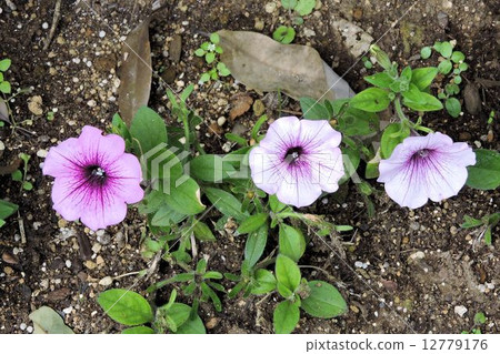 Petunia / Hachioji 12779176
