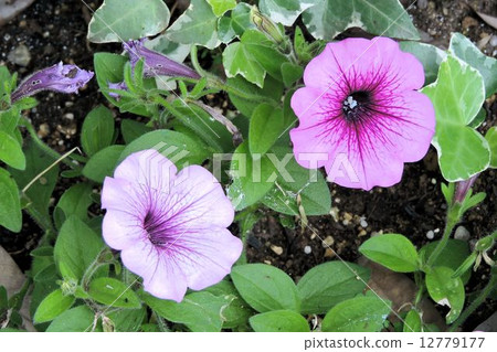 Petunia / Hachioji 12779177