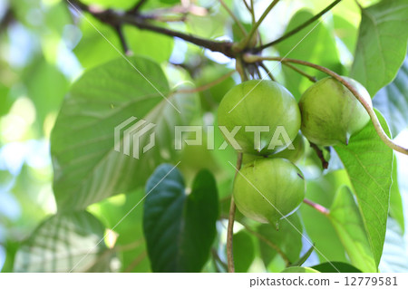 The fruit of Sinnabrule 12779581