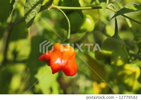 飛碟的紅色果子胡椒·胡椒 12779582