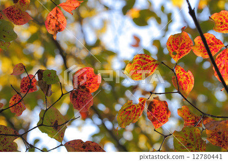 Autumn leaves of Yamabote Autumn leaves of Yamabote 12780441