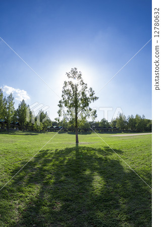 大樹蔭 大樹蔭 12780632