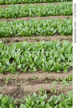 Spinach field 12781509