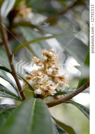 Flower of loquat 12781513