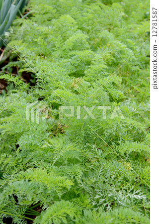 Ginseng field 12781587