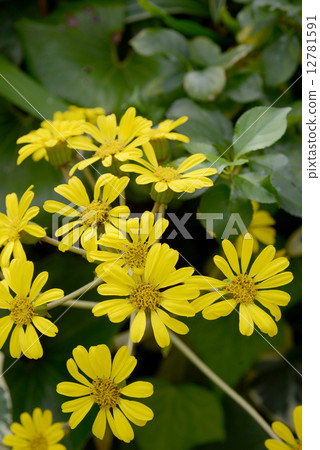 wa花 wa花 12781591