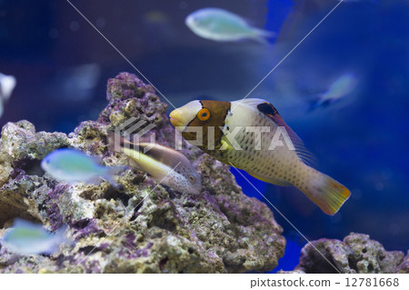 Irobudai和Hoshigonbe Irobudai和Hoshigonbe 12781668