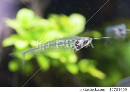 Translucentcentgrass貓 12781669