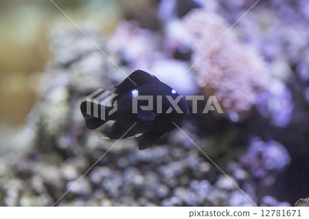 Mitsuboshi Cross Sparrow 12781671