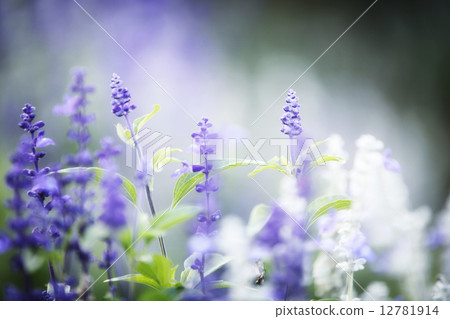 lavender flower lavender flower 12781914