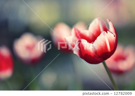 Tulip flowers Tulip flowers 12782009