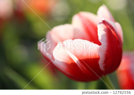 Tulip flowers 12782556