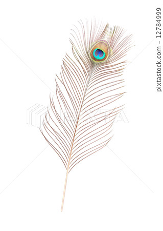 peacock feather peacock feather 12784999