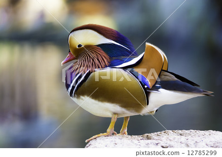 Mandarin Duck 12785299