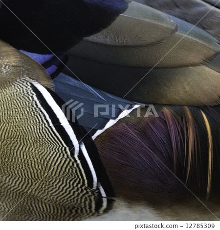 Wood Duck feathers 12785309