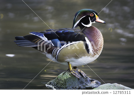 Wood Duck 12785311