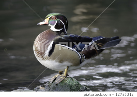 Wood Duck 12785312