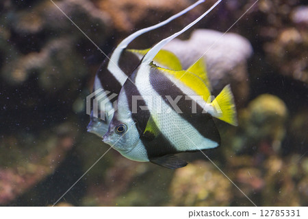 Grouper Redfish Grouper Redfish 12785331