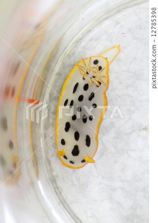 White shark 3 White shark 3 12785398